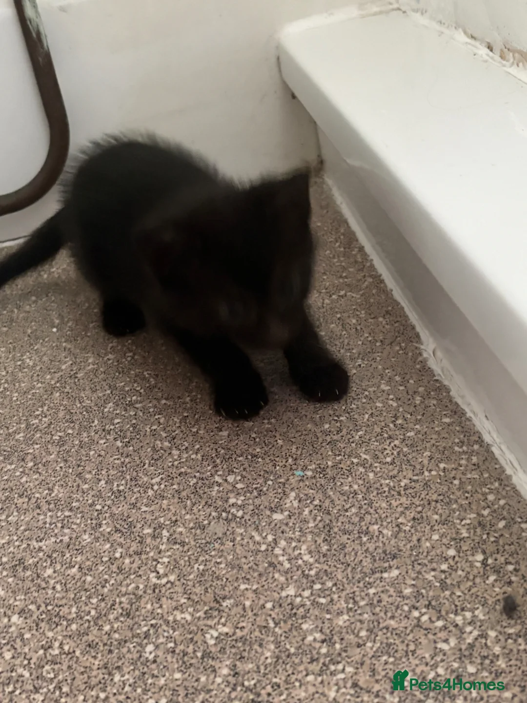 British Shorthair cats for sale: Kittens.  - Advert 7