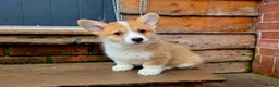Welsh Corgi Pembroke dogs for sale: Stunning KC Registered Girl Dove Available.  - Advert 1