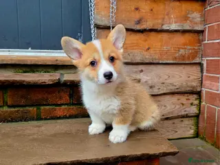 Welsh Corgi Pembroke dogs Stunning KC Registered Girl Dove Available. - Advert 8
