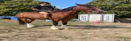 Shire horses for sale: Shire in Pulborough - Advert 1