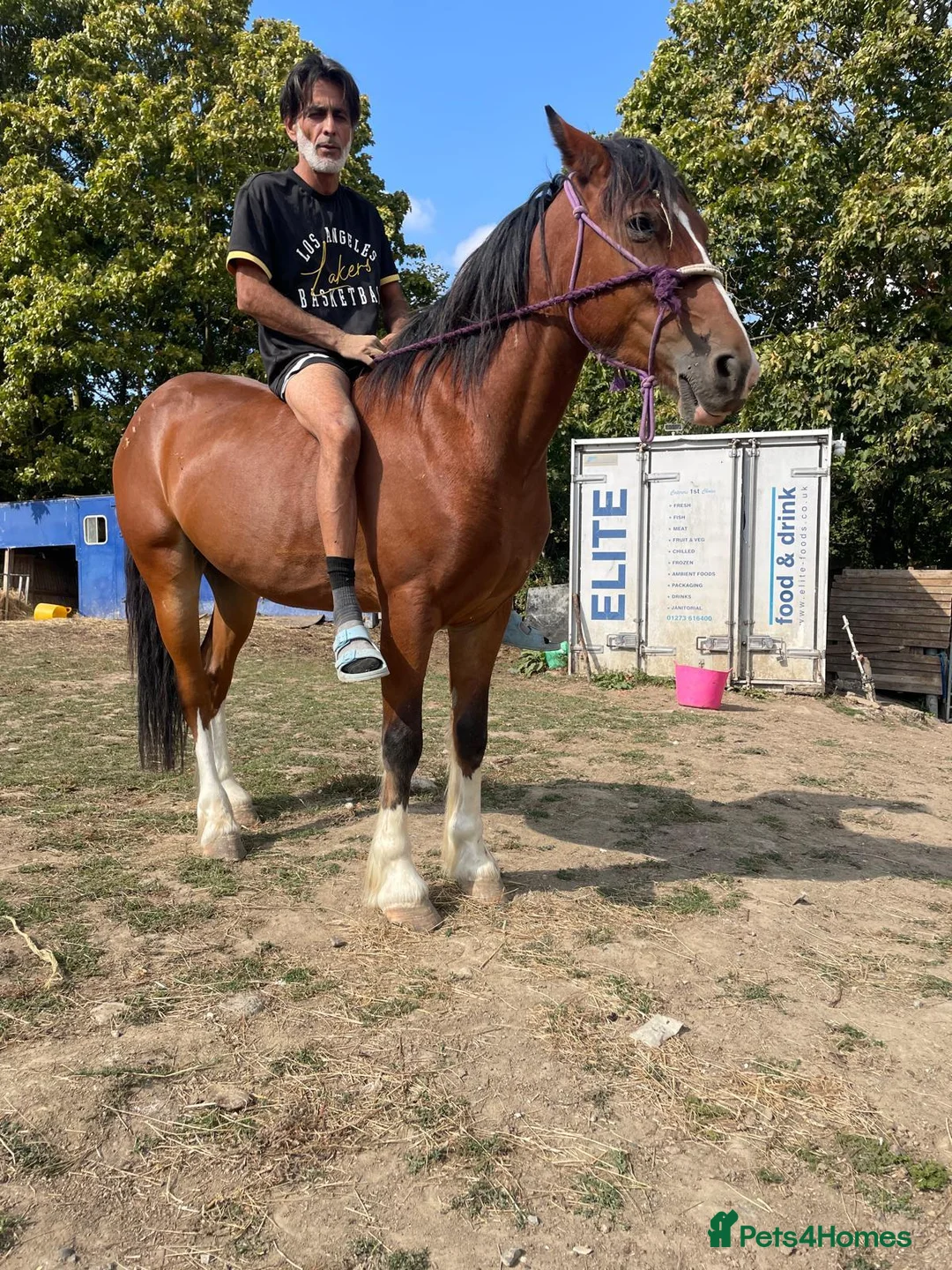 Shire horses for sale: Shire in Pulborough - Advert 1