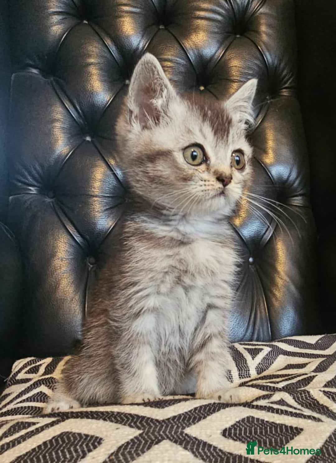 Scottish Fold cats for sale: Beautiful Scottish fold/straight kittens  - Image 4