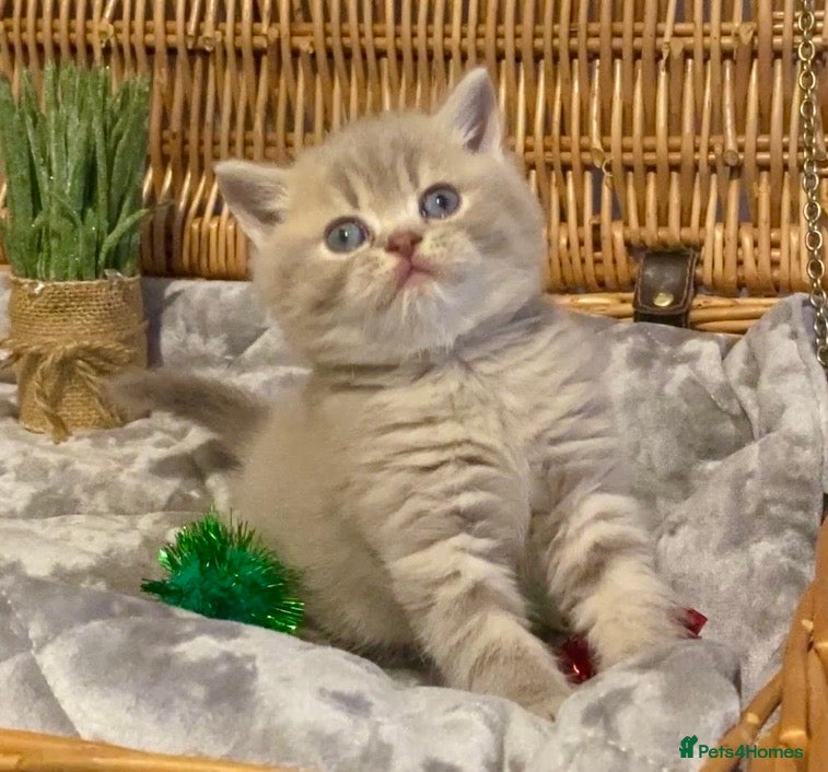 Scottish Fold cats 🧸😻CHAMPION LINE TICA ACTIVE SCOTTISH/BSH😻🧸 - Advert 1