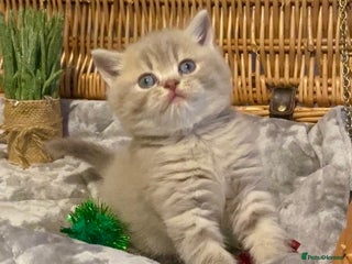 Scottish Fold cats 🧸😻CHAMPION LINE TICA ACTIVE SCOTTISH/BSH😻🧸 - Advert 1