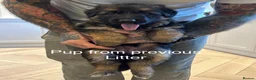 German Shepherd dogs for sale: Purebred German shepherd puppies  - Advert 27