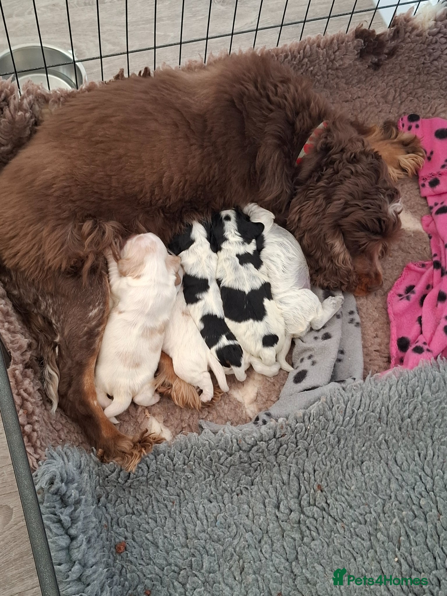 Cocker Spaniel dogs for sale: 6 KC Registered Cocker Spaniel Puppies For Sale  - Advert 1