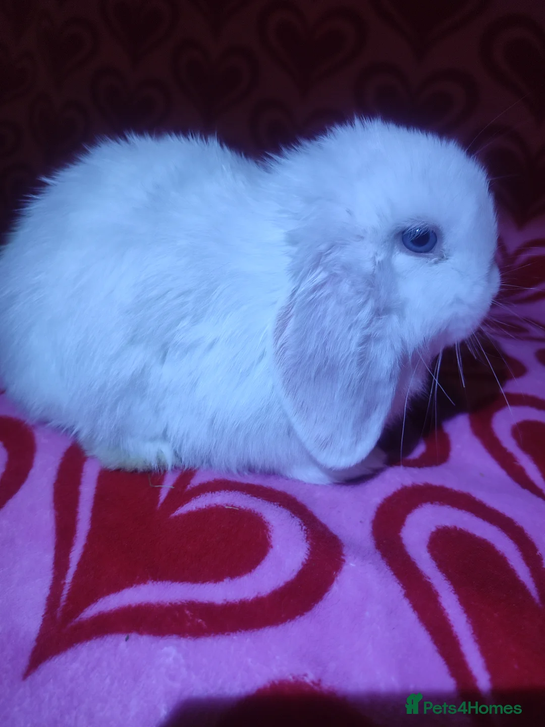 Mini Lop rabbits for sale: Gorgeous baby mini lops - Advert 7