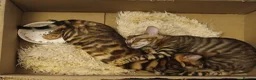 Toyger cats for sale: STUNNING WILD LOOKING TOYGER PEDIGREE CUBS - Advert 6