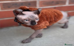 Sphynx cats for sale: Sphynx - Image 5