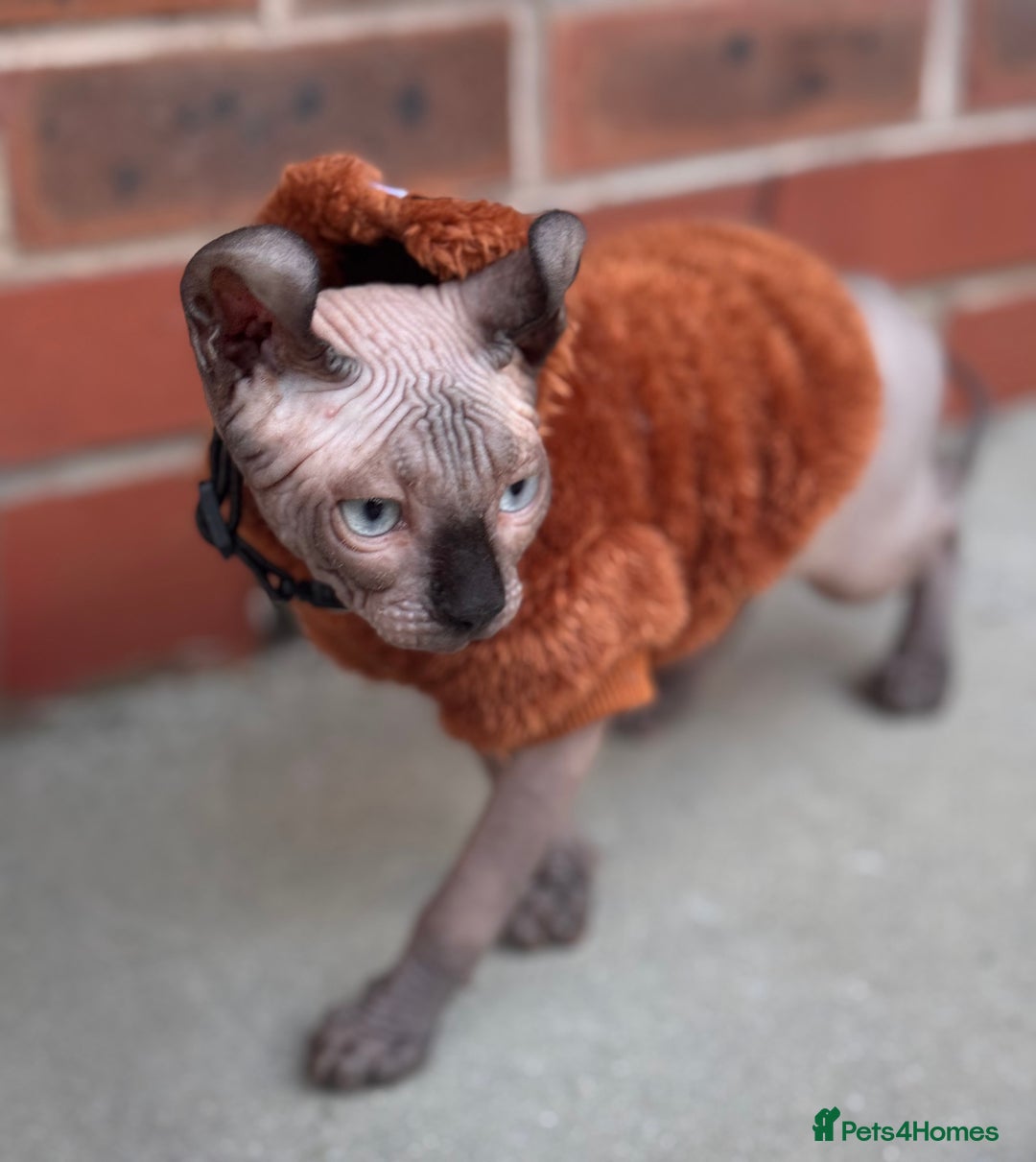 Sphynx cats for sale: Sphynx - Image 5