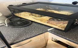 Python Snake reptiles for sale: Ball python and full set up  - Image 2