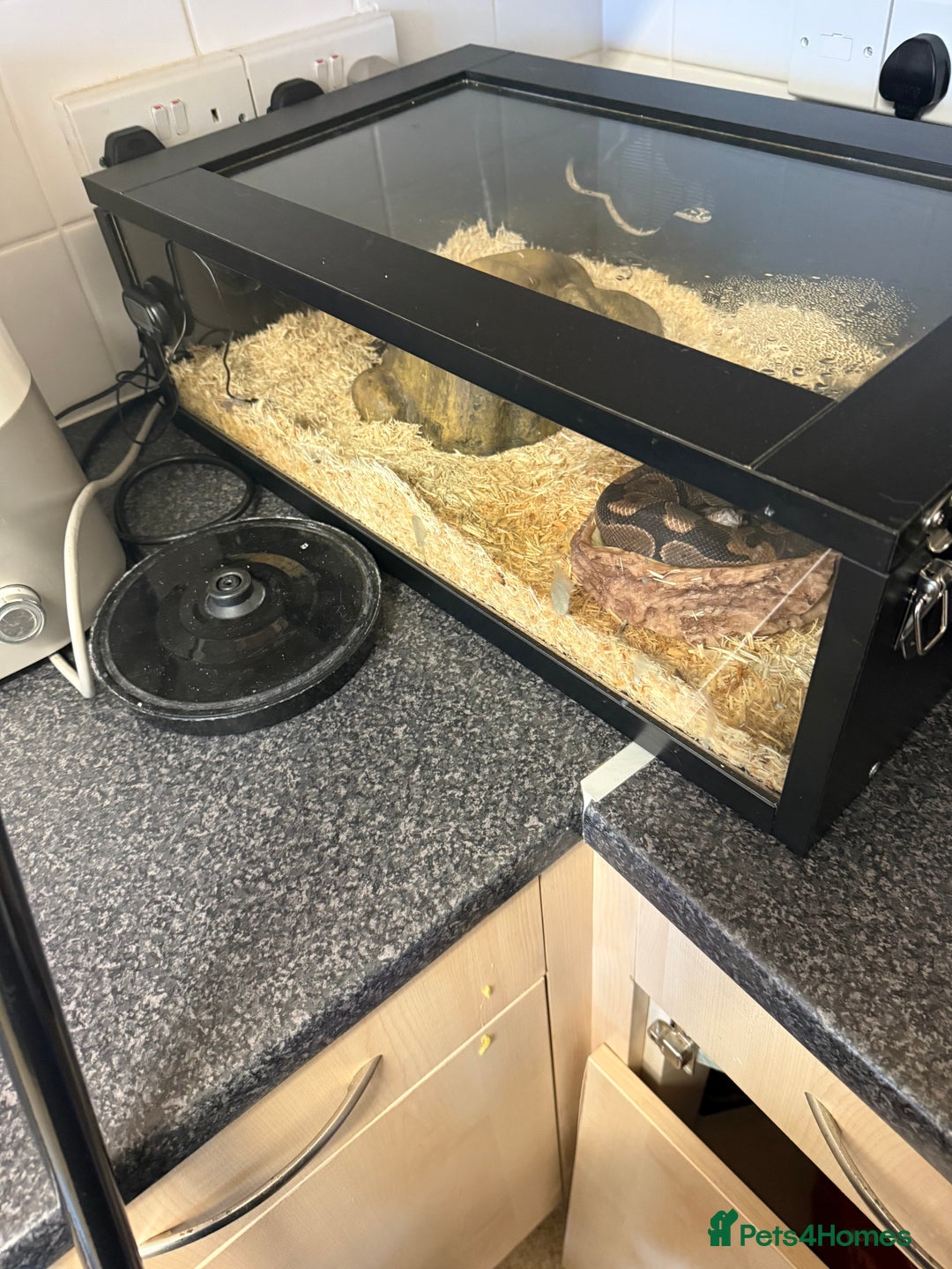 Python Snake reptiles for sale: Ball python and full set up  - Image 2