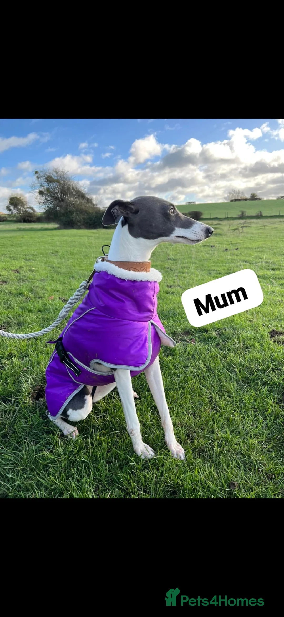 Whippet dogs for sale: Beautiful litter of Whippets - Advert 2