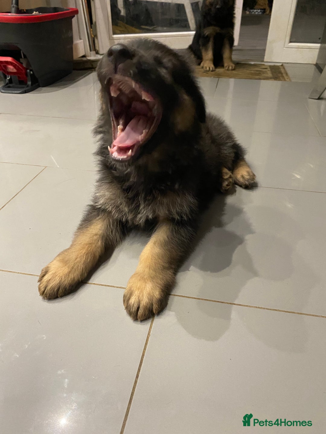 German Shepherd dogs for sale: KC Reg. Amazing Beautiful Girls Awaiting A Home ❤️ - Image 22