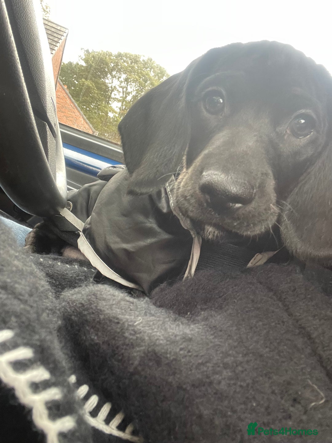 Mixed Breed dogs for sale: Black puppy with white strip on chest  - Image 13