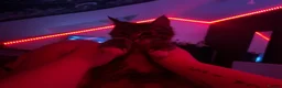 Maine Coon cats for sale: Peble in Newton-le-Willows - Advert 4