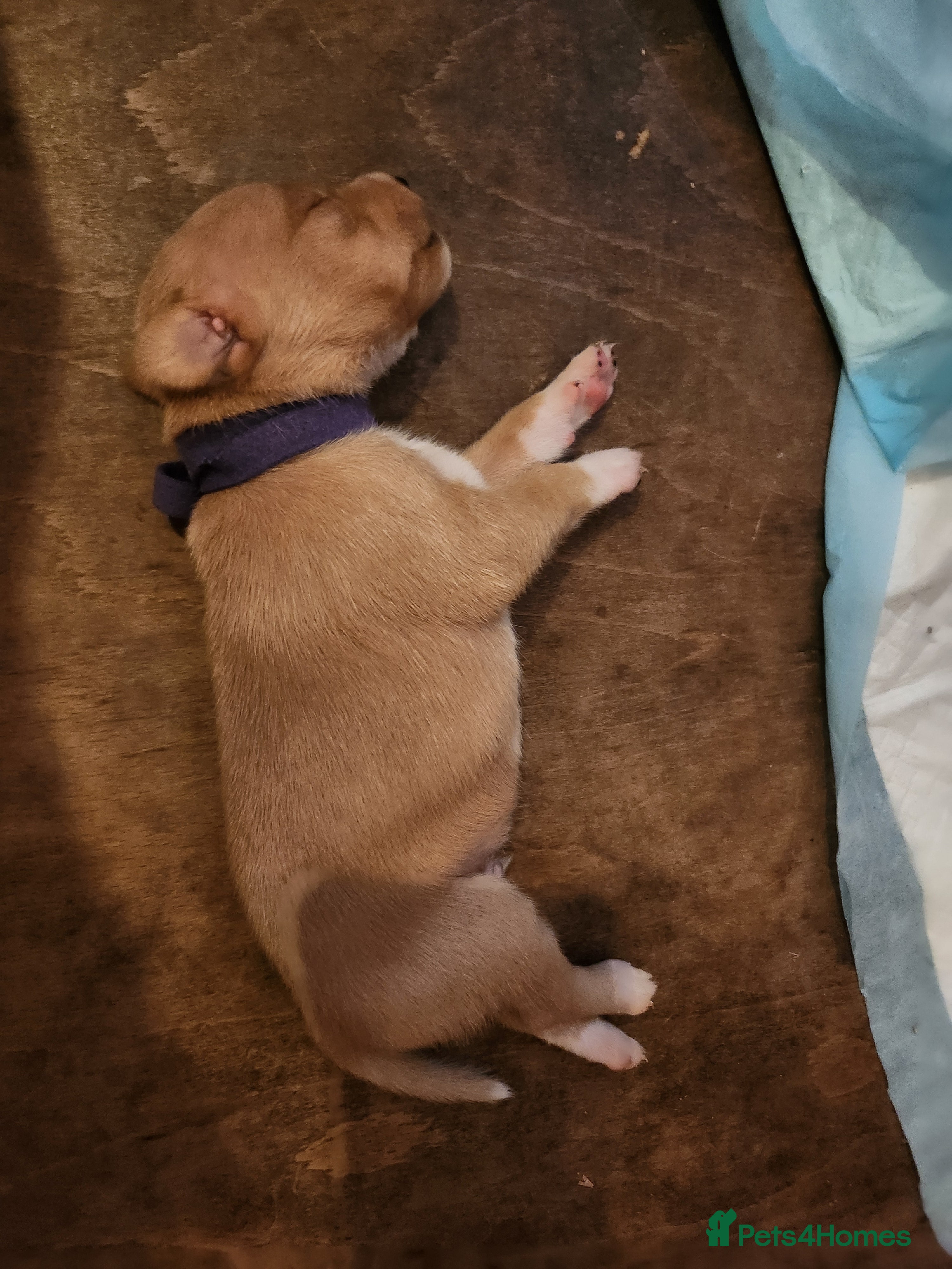 Mixed Breed dogs Pointer cross with Patterdale  - Advert 3