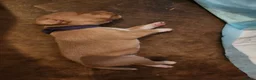 Mixed Breed dogs for sale: Pointer cross with Patterdale  - Advert 1