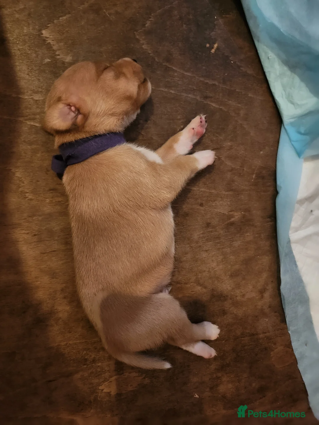 Mixed Breed dogs for sale: Pointer cross with Patterdale  - Advert 1