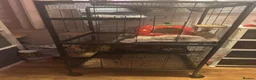 Chinchilla rodents for sale: Male chinchilla the most friendly little boy  in Lincoln - Advert 3