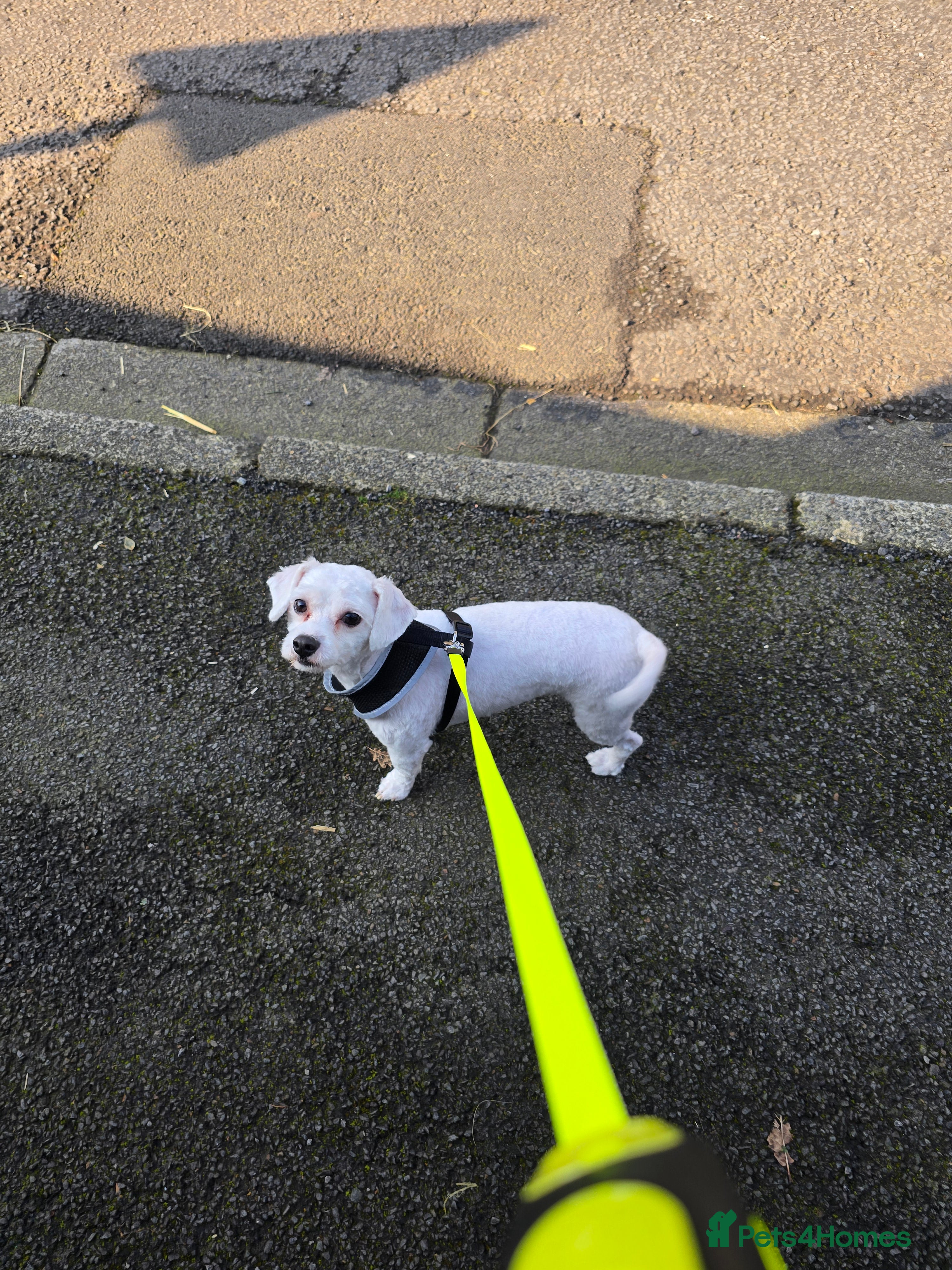 Maltese dogs Milo maltese - Advert 1