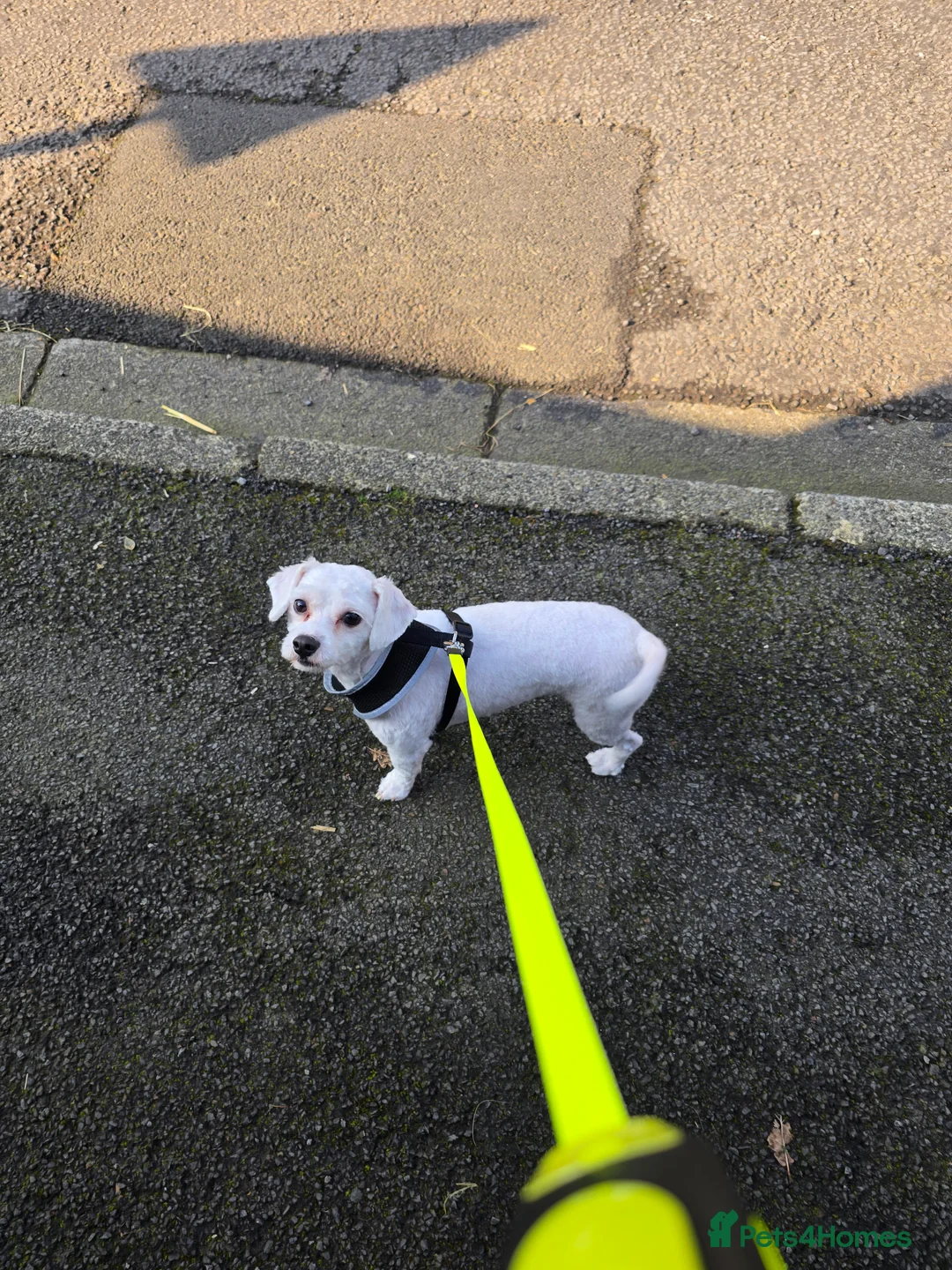 Maltese dogs for sale: Milo maltese - Advert 1