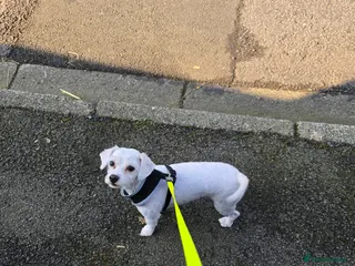 Maltese dogs Milo maltese - Advert 1