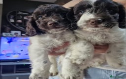 Sproodle dogs for sale: F1 Parti Sproodles 💥 REDUCED 💥 LAST TWO MALES 💥 in Kidderminster - Image 12