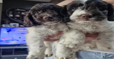 Sproodle dogs in Kidderminster - Advert 5