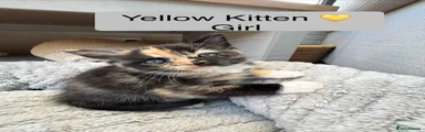 Yellow Girl