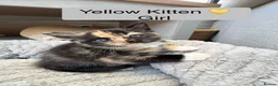 Mixed Breed cats for sale: Beautiful Siamese Cross Kittens  in Bristol - Advert 5
