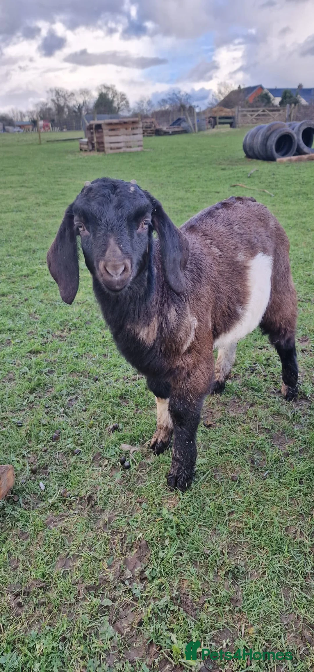Goats livestock for sale: 5 x Boer kids  - Advert 1