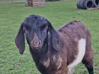 Goats livestock 5 x Boer kids - Advert 5