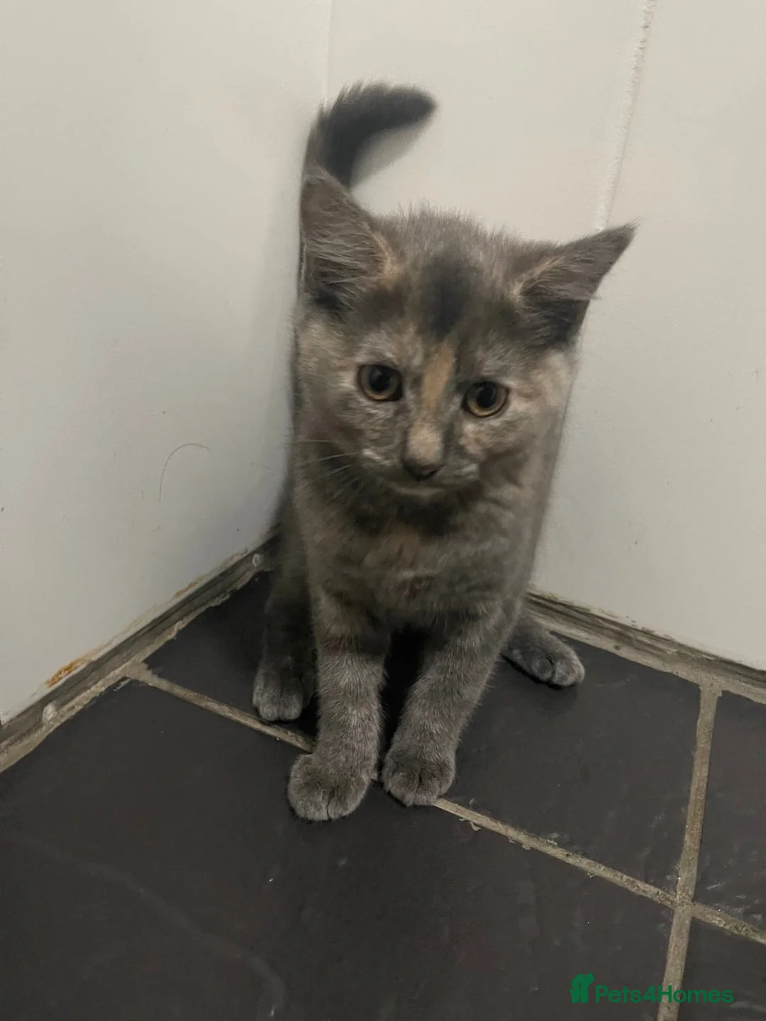 Mixed Breed cats for sale: Cats for sale in Birmingham - Advert 8