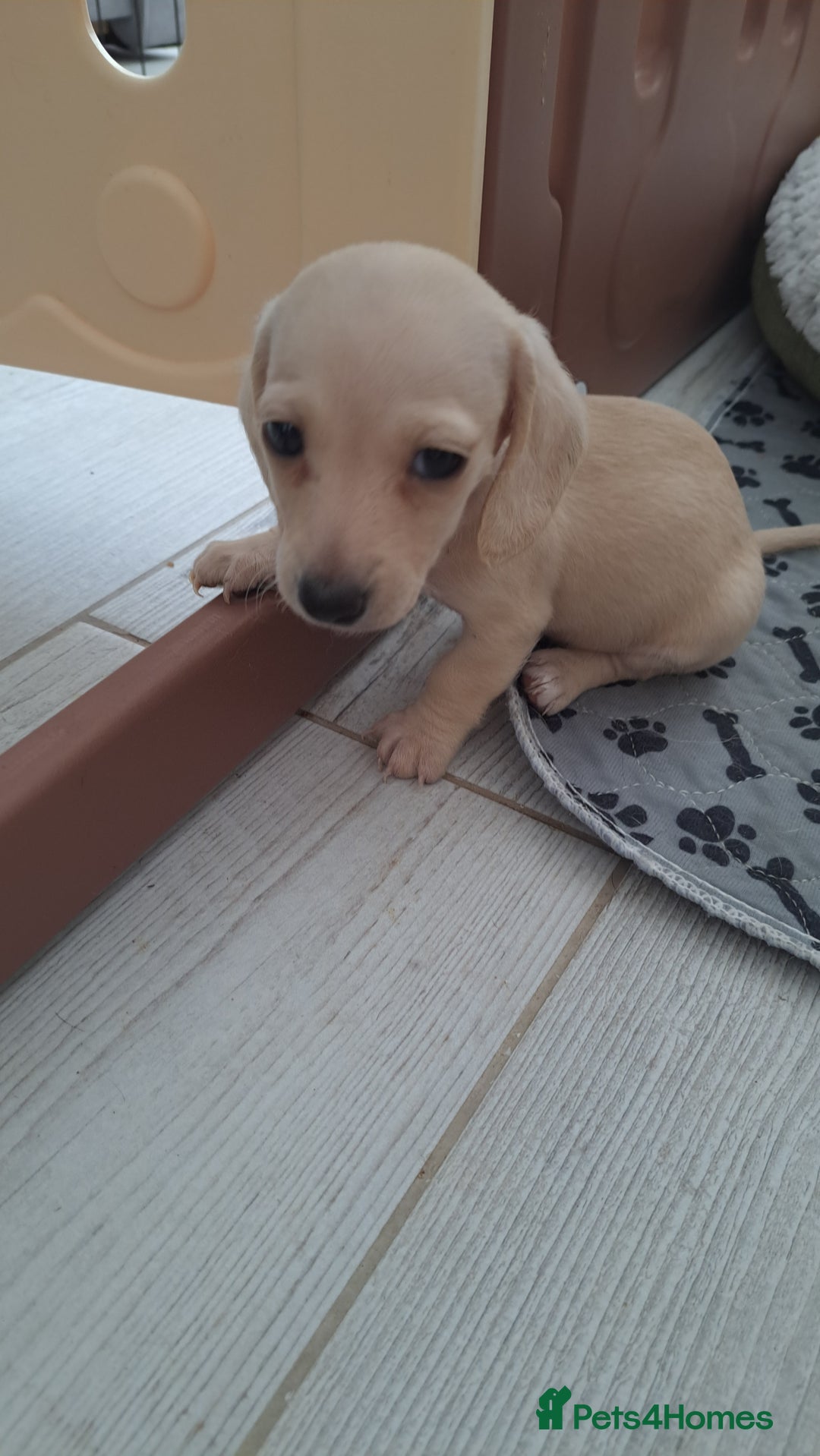 Dachshund dogs for sale: Miniature dachshund girls, cream & black and cream - Image 13