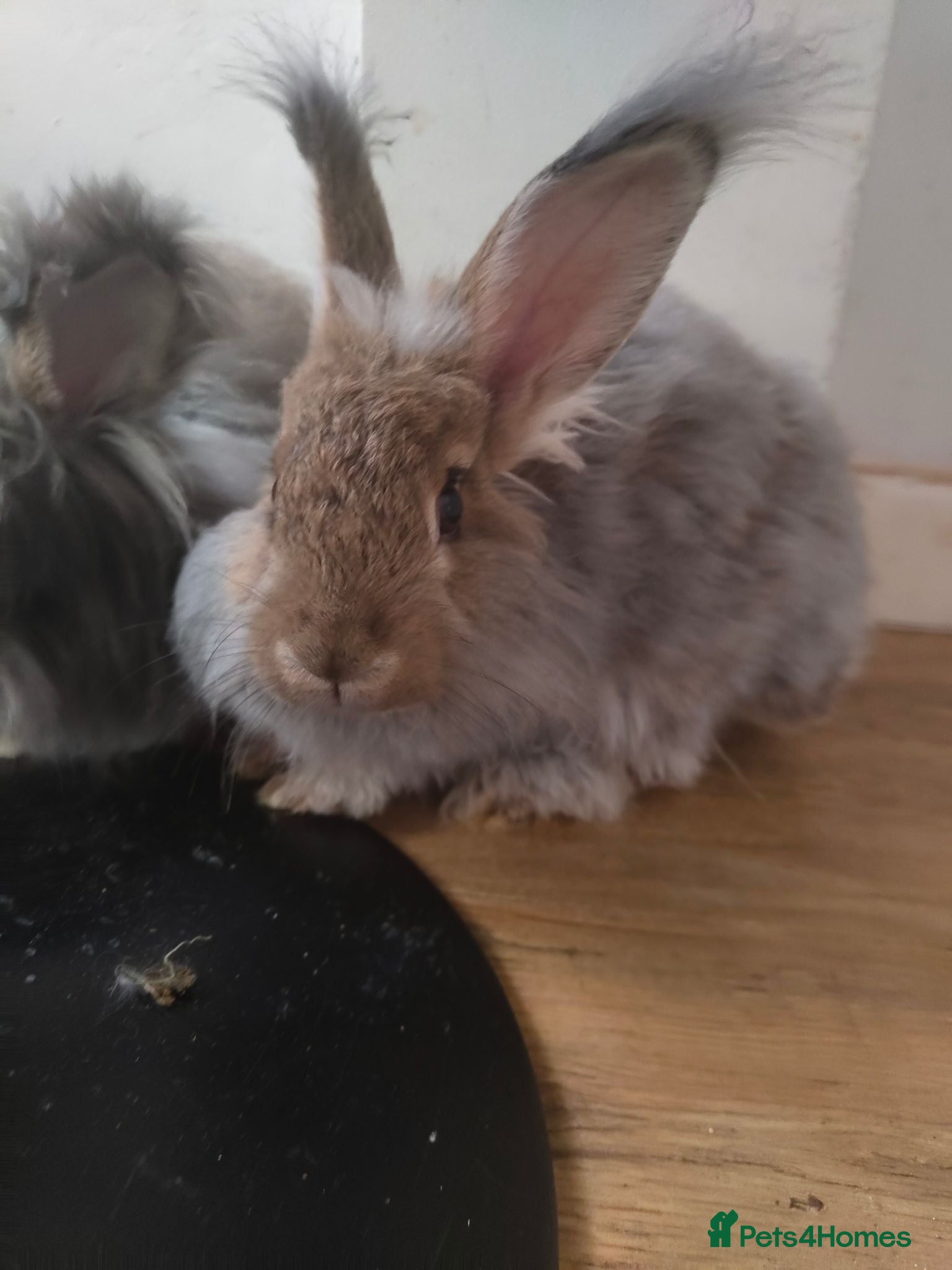 Angora rabbits 💜English Angora rabbits 💜 ! last boy ! - Advert 1