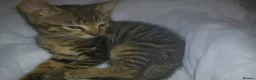 Mixed Breed cats for sale: 2 beautiful kittens ready now - Advert 6