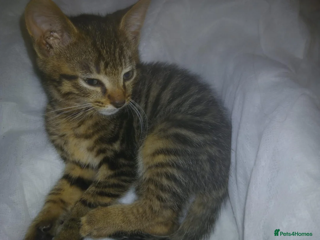 Mixed Breed cats for sale: 2 beautiful kittens ready now - Advert 6