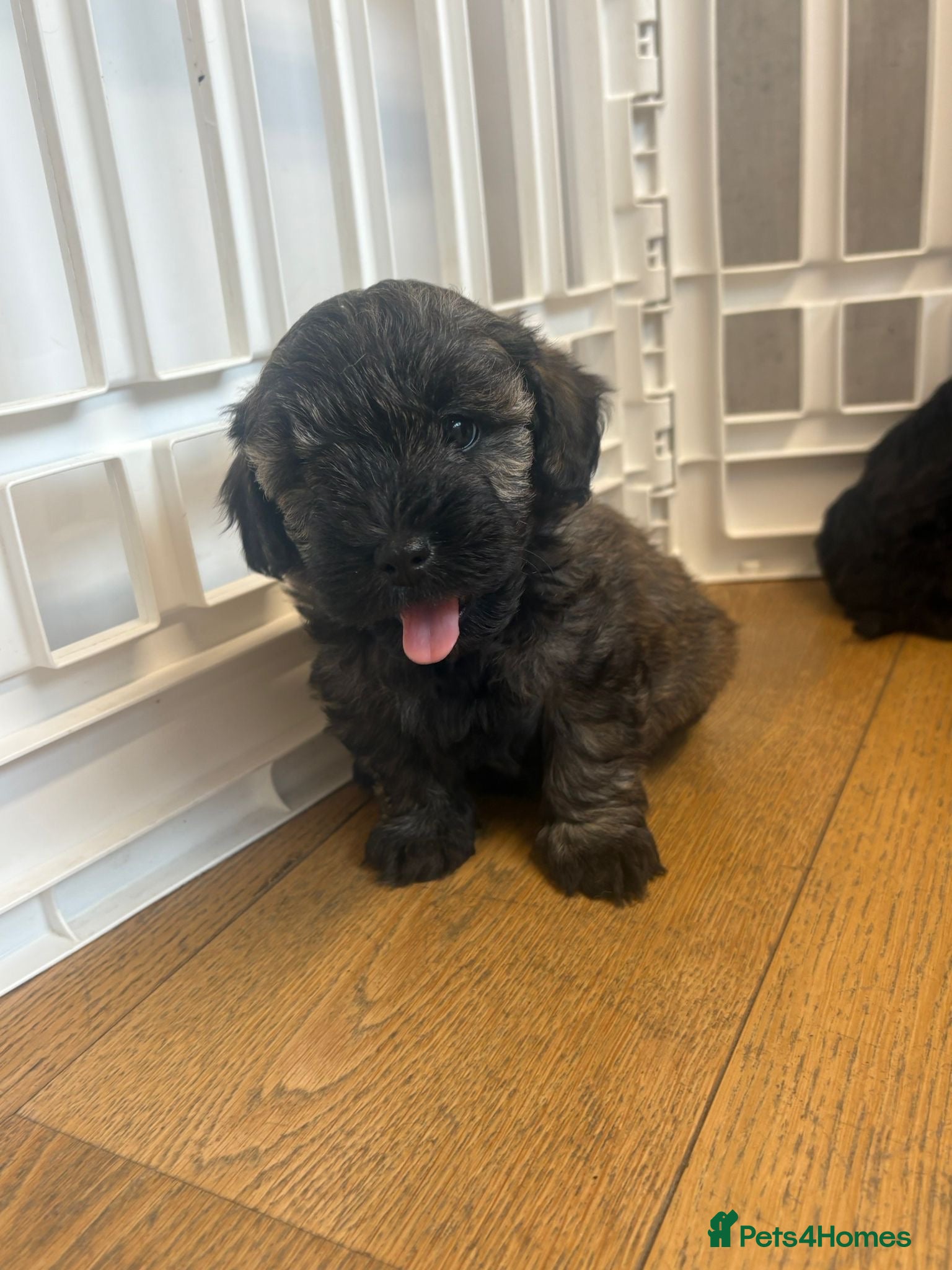 Westiepoo dogs Westiepoo west highland terrier x Toy poodle - Advert 3