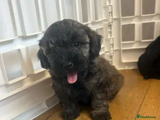 Westiepoo dogs Westiepoo west highland terrier x Toy poodle - Advert 3