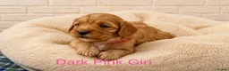 Cavapoo dogs for sale: Health tested F1 Cavapoo puppies 🐶🥰 - Advert 24