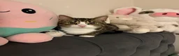 British Shorthair cats for sale: mixed white and tabby cat in Coventry - Advert 1