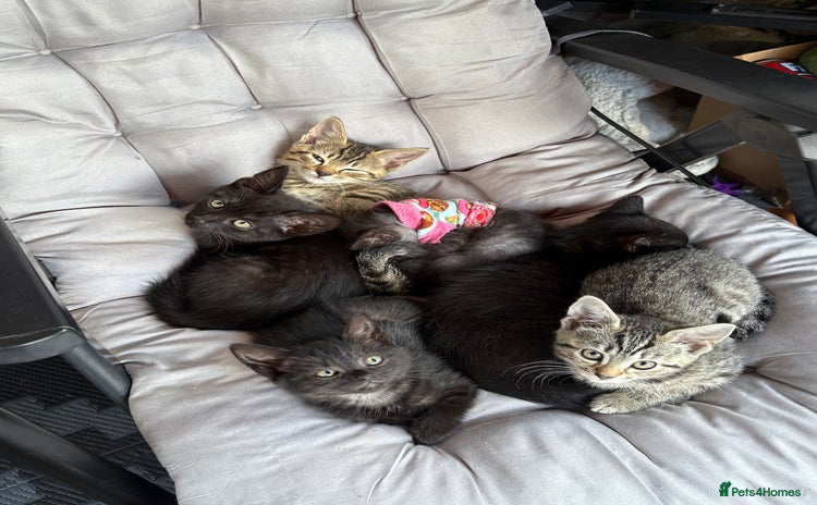 Mixed Breed cats - Advert 15