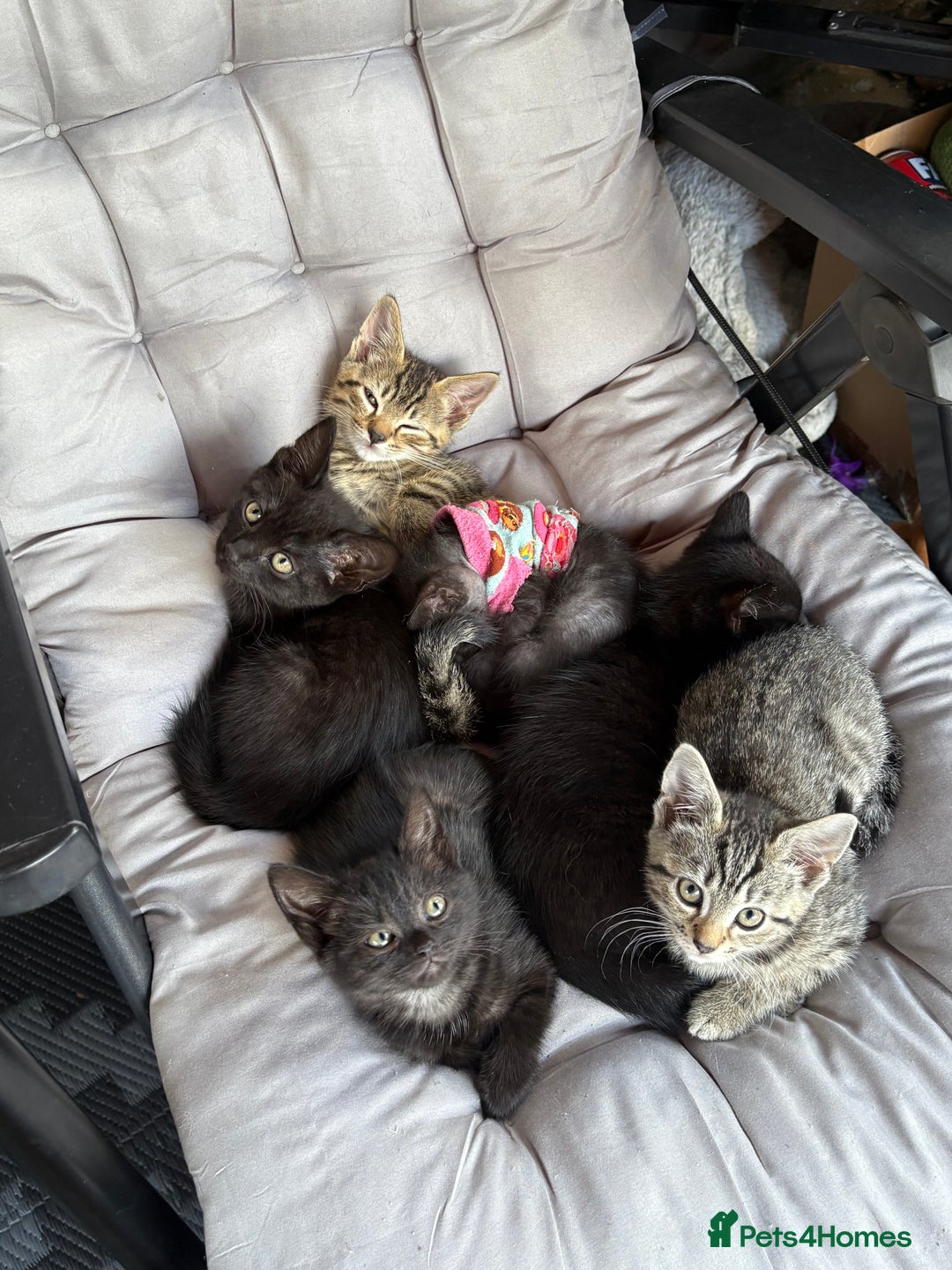 Mixed Breed cats for sale: Black tabby and tabby kittens  - Image 1
