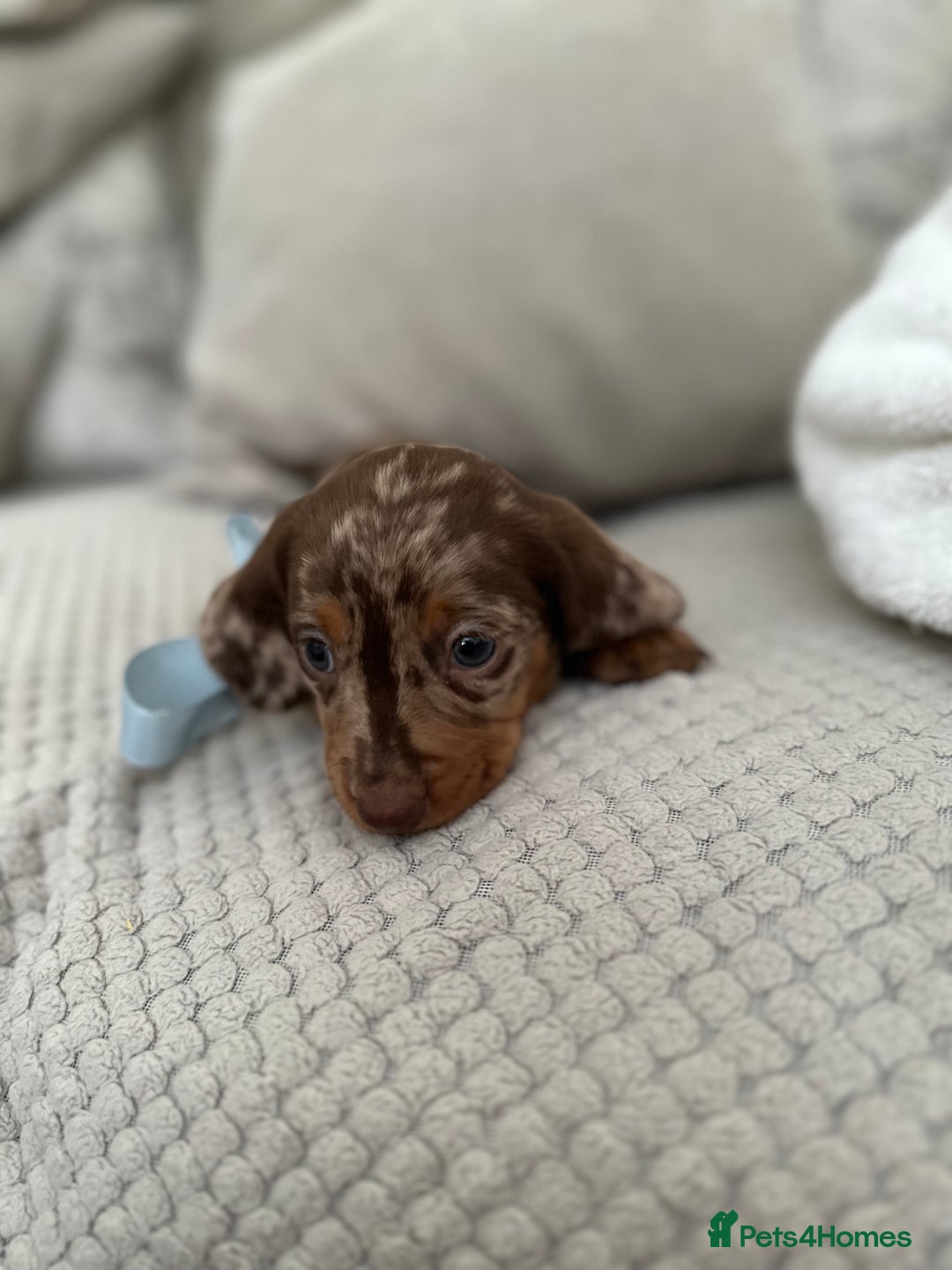Dachshund dogs for sale: Minnature Long Haired Dachshund puppies  - Image 5