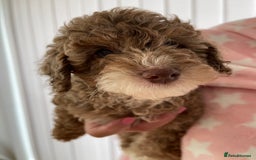 Cockapoo dogs for sale: Unique & stunning full DNA tested Cockapoo puppies - Image 33