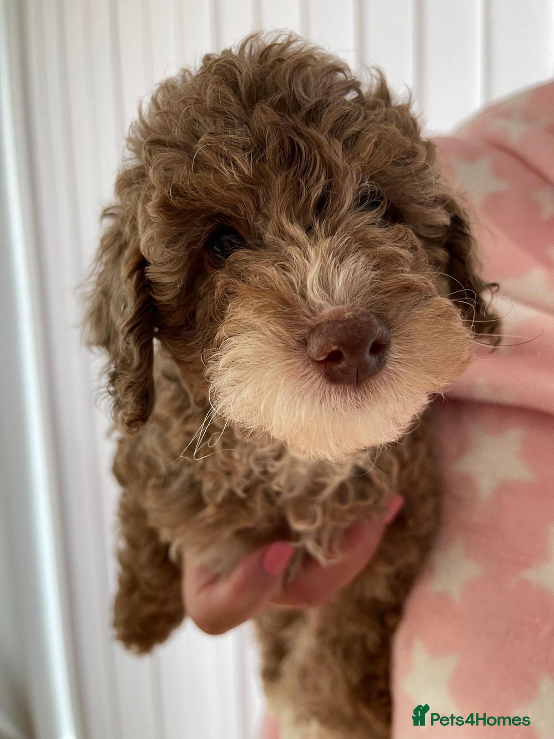 Cockapoo dogs for sale: Unique & stunning full DNA tested Cockapoo puppies - Image 33