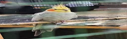 Cockatiels birds for sale: Mr mriss - Advert 12