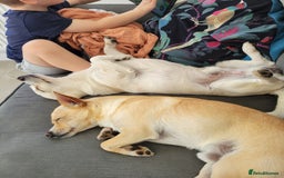Mixed Breed dogs for sale: 2 dogs for rehoming  - Image 2