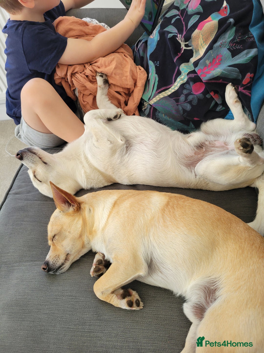 Mixed Breed dogs for sale: 2 dogs for rehoming  - Image 2